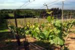 Welland Valley Vineyard