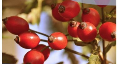 Waterways Wellbeing Foraging Walks 9th, 16th, 23rd & 30th September